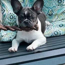 Rare Blue Irish Pied Female - French Bulldog puppy from I Heart Country Frenchies