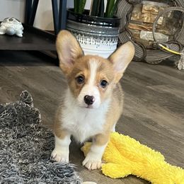 Ely M2 - Sable male Pembroke Welsh Corgi puppy in Stockton, Iowa from Infinity Corgis