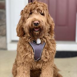 Penny - Australian Labradoodle