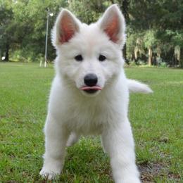 Berger Blanc Suisse and German Shepherd Puppies from Vom Hundhaus German Shepherds