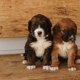 Saint Berdoodle Puppies from Darling St Berdoodles