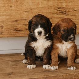 Saint Berdoodle Puppies from Darling St Berdoodles