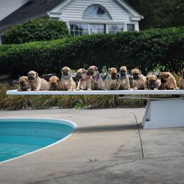 Bullmastiff Puppies from Folly's Bullmastiffs