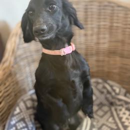 Dachshund puppies from Doxie Darlings VA