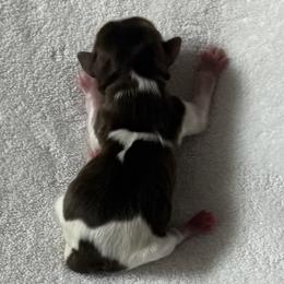 Rafiki AKC - Chocolate, tan and white male Yorkshire Terrier puppy in Labelle, Florida from Chocolate and Parti Yorkies in Florida