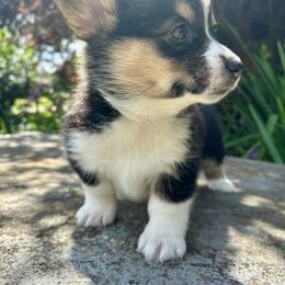 Pembroke Welsh Corgi Puppies from Delaney’s Corgis