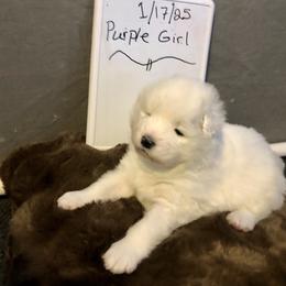Purple - White and biscuit female Samoyed puppy in Colorado Springs, Colorado from T&M Samoyeds
