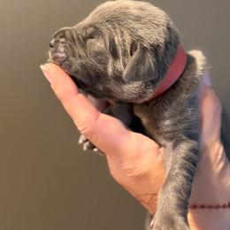 Blue Tan Point (3) - Blue male Great Dane puppy in Kimball, Michigan from Starlight Danes