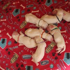 Clumber Spaniel Puppies from SunMagic Clumber Spaniels