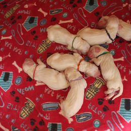 Clumber Spaniel Puppies from SunMagic Clumber Spaniels