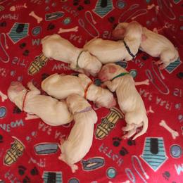 Clumber Spaniel Puppies from SunMagic Clumber Spaniels