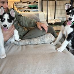 Companion Cross and Siberian Husky Puppies from High Mountain Crosses