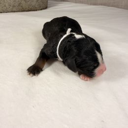 Skittles - Tri-color female Bernedoodle puppy in Luana, Iowa from Country View Bernedoodles and Goldendoodles