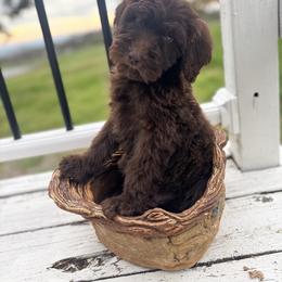 Kit Kat - green boy - Chocolate male Goldendoodle puppy in Waterford, California from Alvdoodles