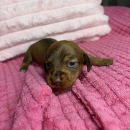 Donna - Brindle female Dachshund puppy in Lake City, Florida from My Ditzy Doxies of Florida