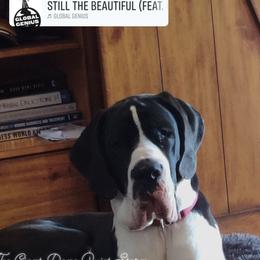 Great Dane and Pug Puppies from Viking Kennel