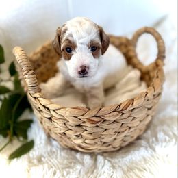 Quesadilla - Parti male Goldendoodle puppy in Bremen, Indiana from Farmland Doodles