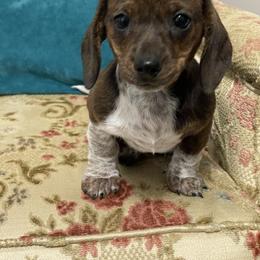 Dachshund Puppies from Army of Dachshunds