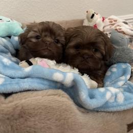 Shih Tzu Puppies from Wood Foo Breeders