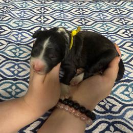 Peter - Black and white male Sheepadoodle puppy in Chesapeake, Virginia from Doodle-Cove