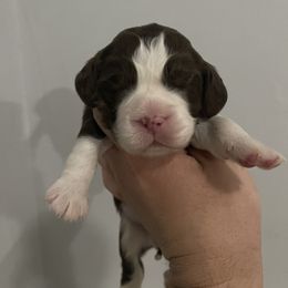 English Springer Spaniel Puppies from Divine Springers