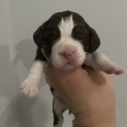 English Springer Spaniel Puppies from Divine Springers