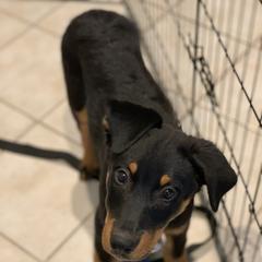 Beauceron Puppies from Trésor de Beauté Beaucerons