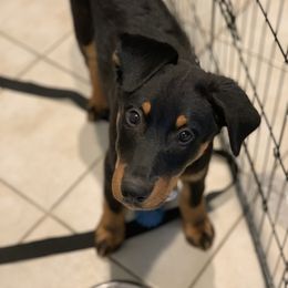 Beauceron Puppies from Trésor de Beauté Beaucerons