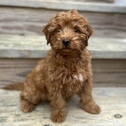 No collar - Apricot female Goldendoodle puppy in North Carolina from Lynes of Doodles