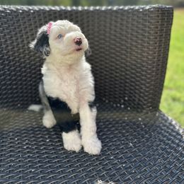 Bernedoodle Puppies from Bernedoodle Bliss