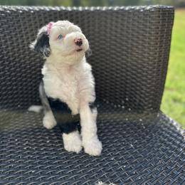 Bernedoodle Puppies from Bernedoodle Bliss