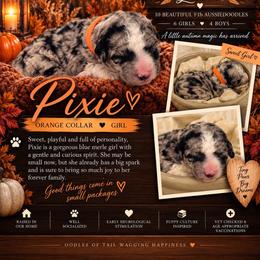 Pixie - Blue merle female Aussiedoodle puppy in Taylor, Missouri from Pawsitively Doodles