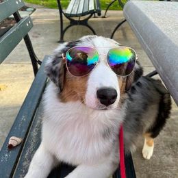 Australian Shepherd All Grown Up from Nina Scott's Australian Shepherds