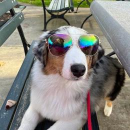 Australian Shepherd All Grown Up from Nina Scott's Australian Shepherds