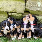 Entlebucher Mountain Dog Puppies from Dyberry Creek Farm