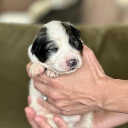 Rocky - White and badger male Great Pyrenees puppy in San Diego, California from McCarthy Ranchette LLC