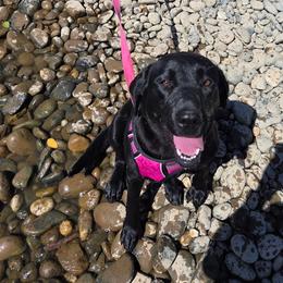 Olive - Labrador Retriever