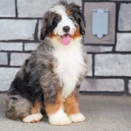 Lorna - Blue merle female Bernedoodle puppy in Dundee, Ohio from Down Home Doodle