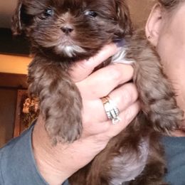 Aussiedoodle, Bernedoodle, Poodle, Shihpoo, and Shih Tzu Puppies from Route 66 Poodles & Doodles, Sapphire Shih-tzu's of Ohio