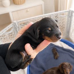 AKC Black and tan male - Black and tan male Dachshund puppy in Indian Trail, North Carolina from Hilda’s Teenie Weenies