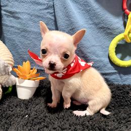 Andy - Fawn and white male Chihuahua puppy in Sherwood, Arkansas from Bartelt Breeders
