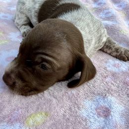 Female 4 - Piebald female Dachshund puppy in El Campo, Texas from Creamer Creek Kennel