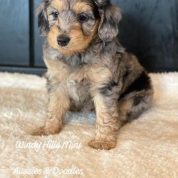 Aussiedoodle and Miniature Australian Shepherd Puppies from Windy Hills Mini Aussies & Doodles