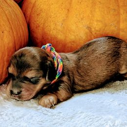 Shandy - Dachshund puppy from HayDay Dachshunds