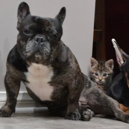 Doberman Pinscher Puppies from Obsidian Kennels