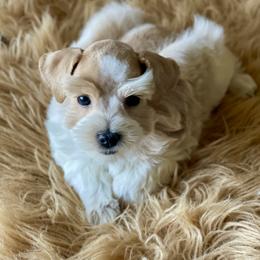 Bougie Red Roan Wheaten parti AKC - Wheaten female Miniature Schnauzer puppy in Calhoun, Georgia from The BrickHouse Miniature Schnauzers