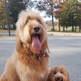 Goldendoodles from Doodles of NC