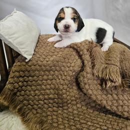 Sparkle Sprint - Black brown and white female Basset Hound puppy in Lone Jack, Missouri from Wee Little Bassets