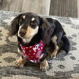 Lainey - Dachshund