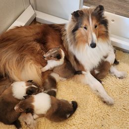 Girl 1 - Collie puppy in Newtown, Connecticut from Lakewinds Collies & Bulldogs